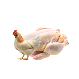chicken