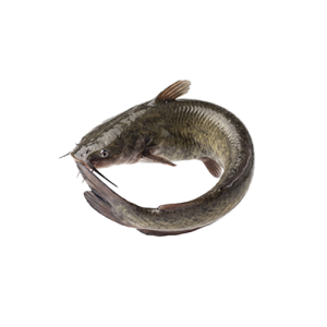 Catfish