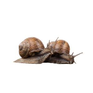 snail